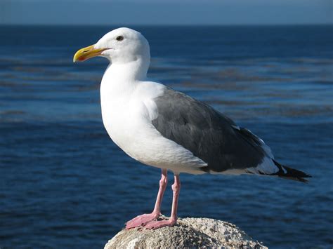 La Gaviota